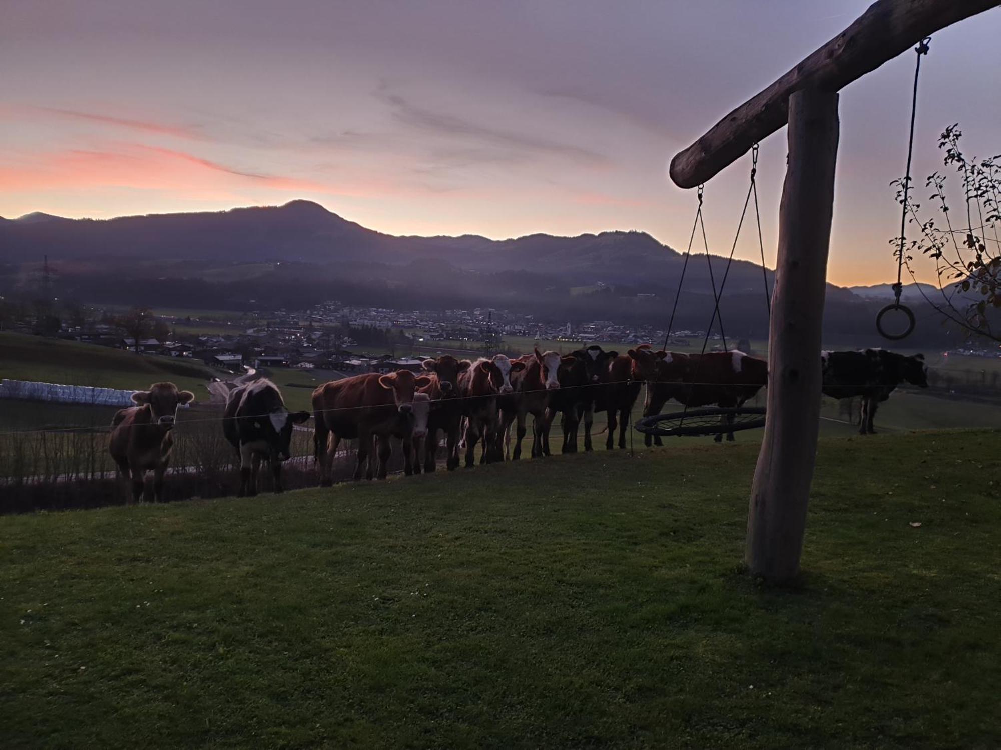 Griesbachhof-Wilder Kaiser Oberndorf in Tirol Exteriér fotografie